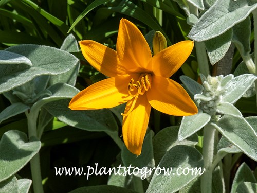 Apricot Daylily (Hemerocallis)
Growing with Lambs Ears (Stachys bryzantina)